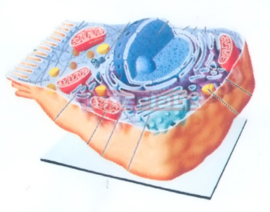 ANIMAL CELL MODEL